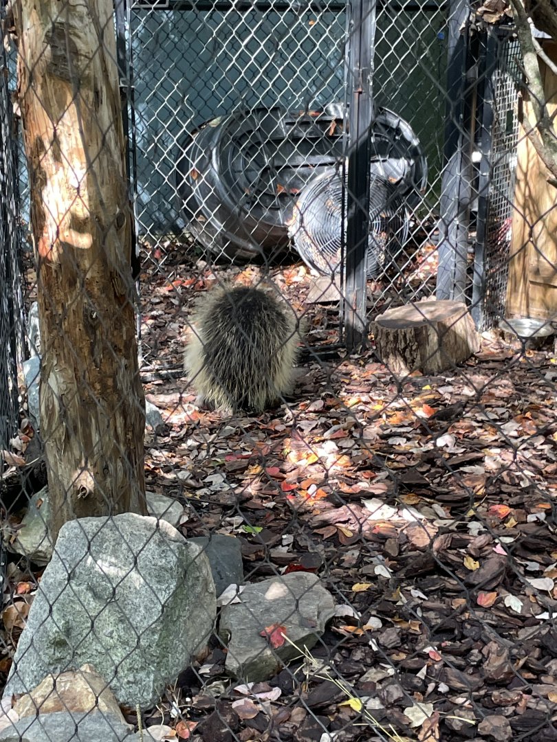 09/13/23 - North American Porcupine (Erethizon dorsatum)