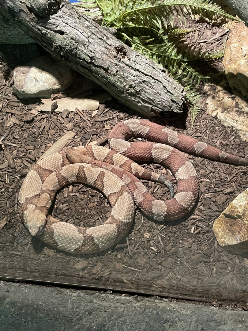 09/13/23 - Northern Copperhead (Agkistrodon contortrix mokasen)