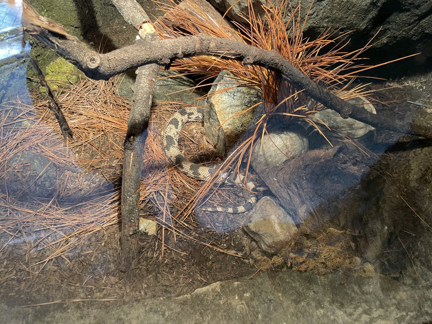 09/13/23 - Northern Pine Snake (Pituophis melanoleucus melanoleucus)