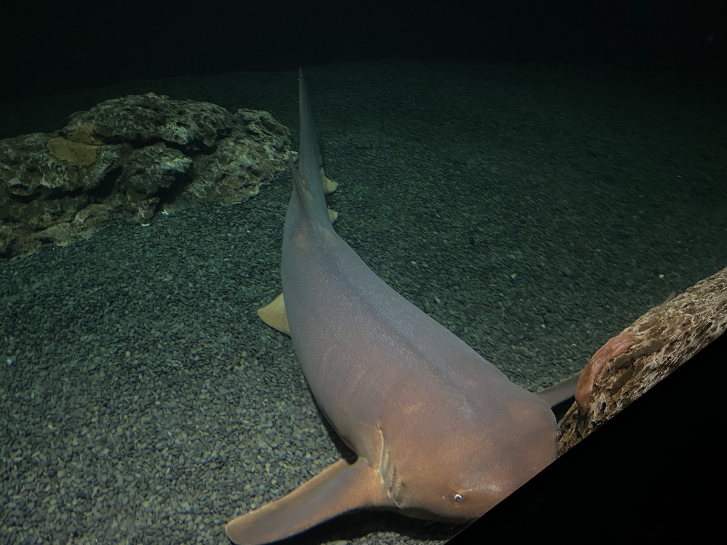 09/13/23 - Nurse Shark (Ginglymostoma cirratum)
