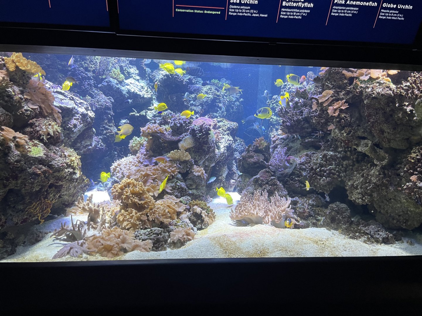 09/13/23 - Pacific Coral Reef Tank