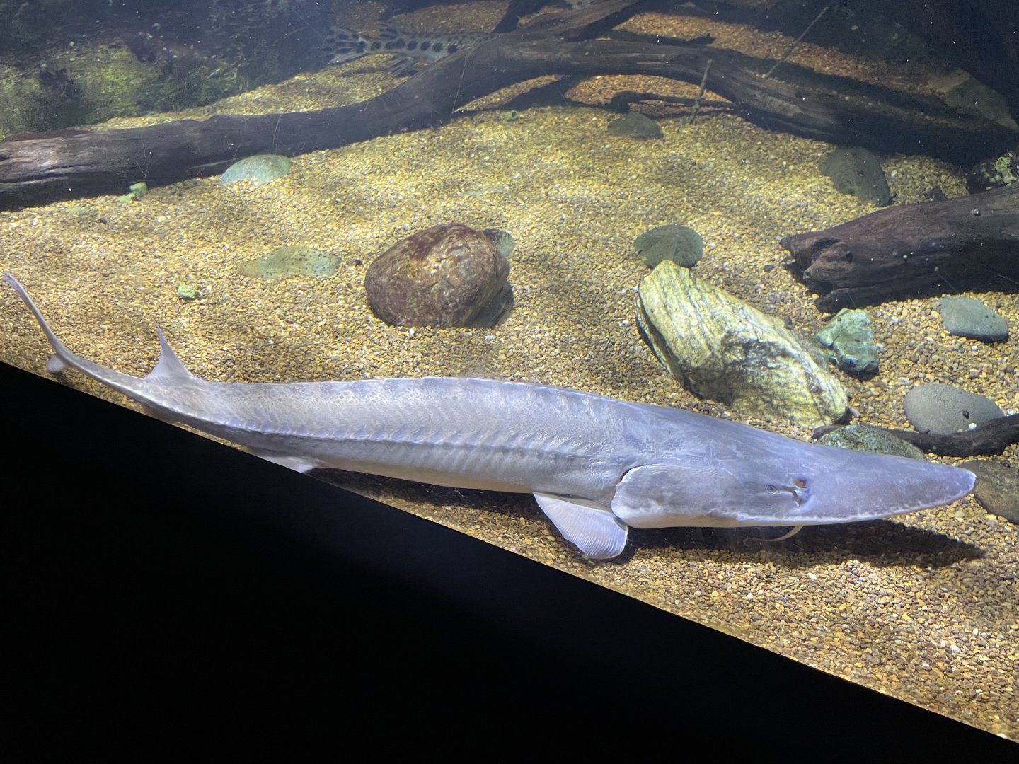 09/13/23 - Pallid Sturgeon (Scaphirhynchus albus)