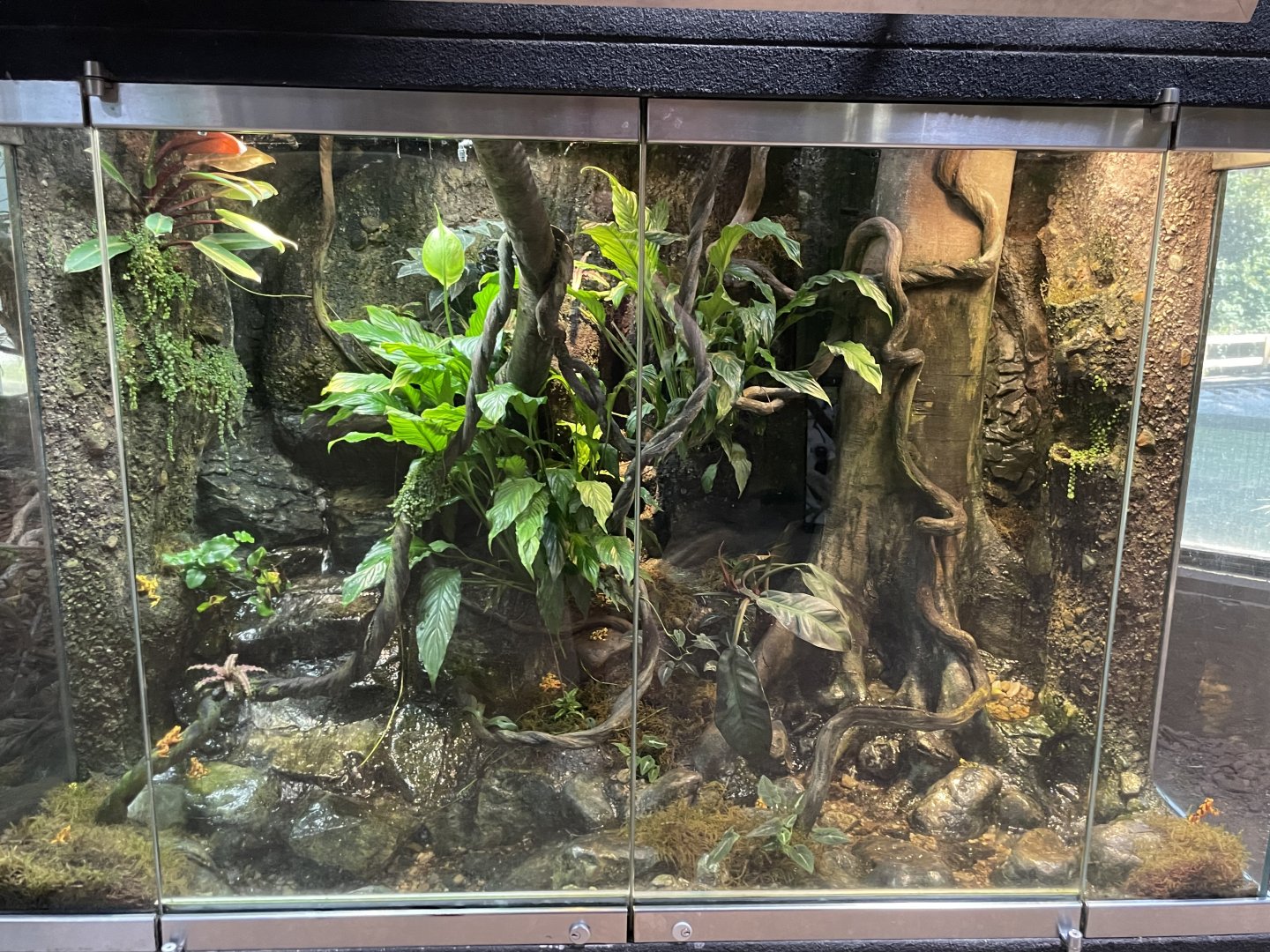 09/13/23 - Panamanian Golden Frog enclosure