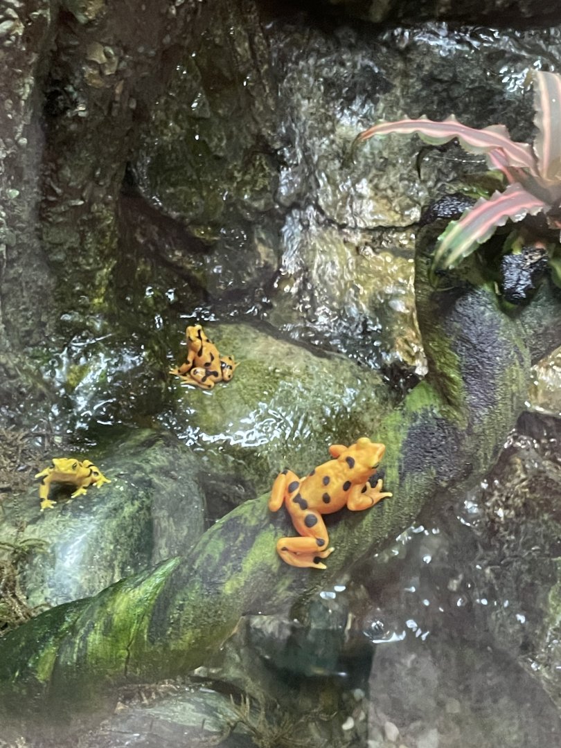 09/13/23 - Panamanian Golden Frogs (Atelopus zeteki)