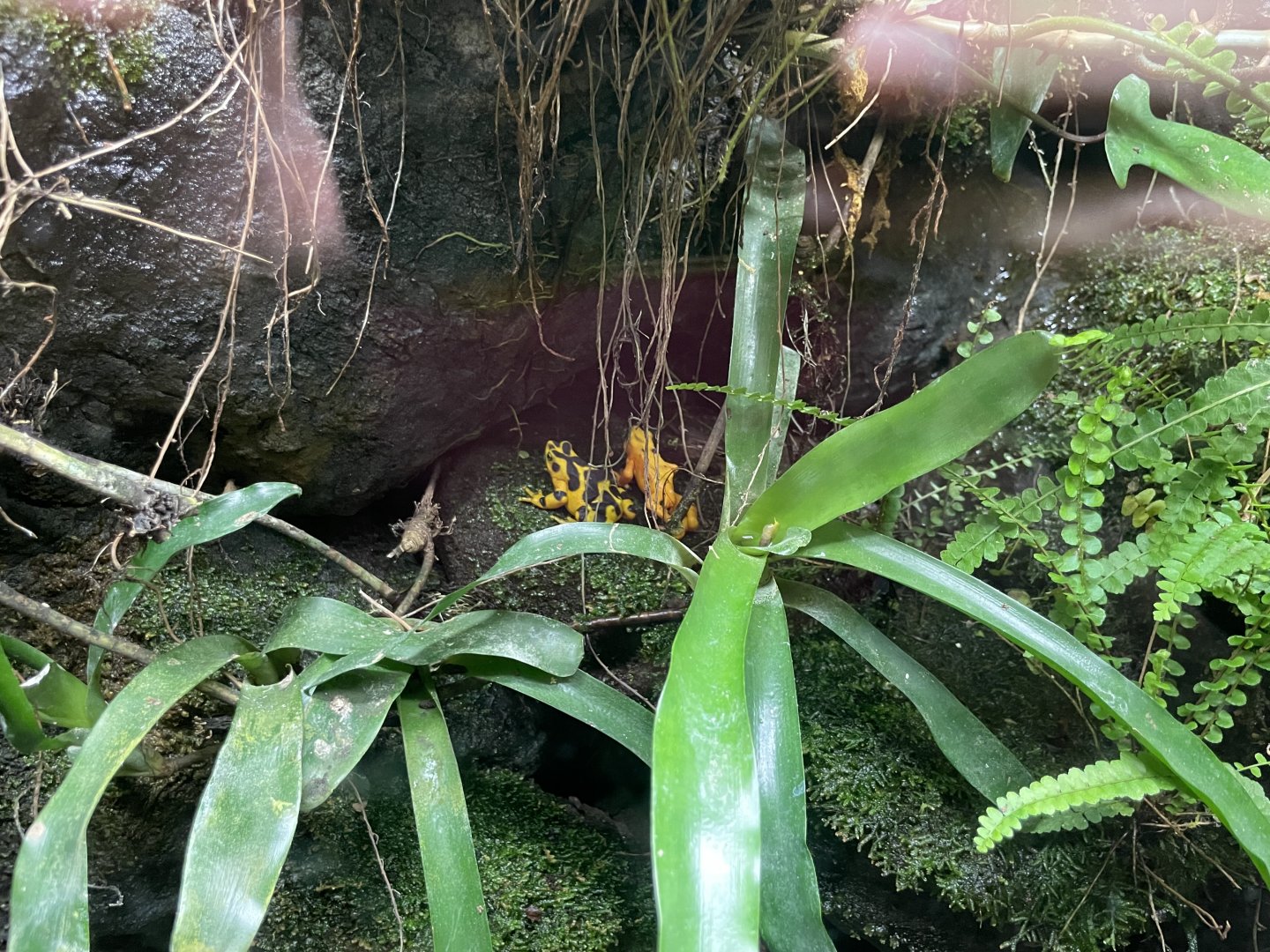 09/13/23 - Panamanian Golden Frogs (Atelopus zeteki)
