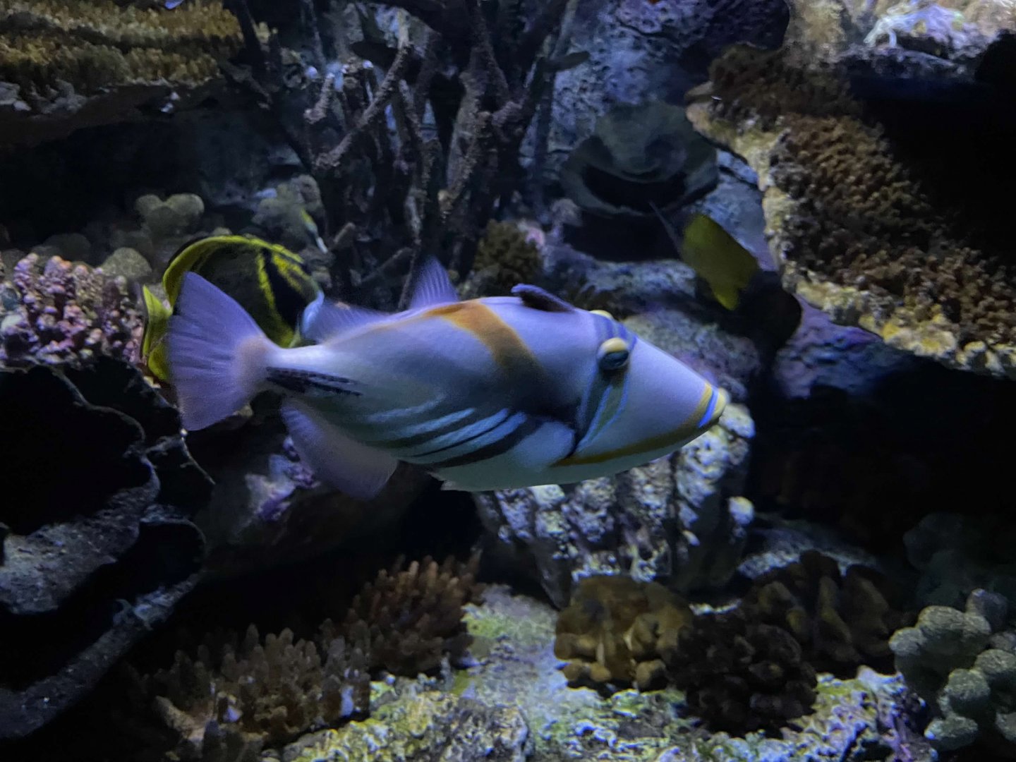 09/13/23 - Picasso Triggerfish (Rhinecanthus aculeatus)