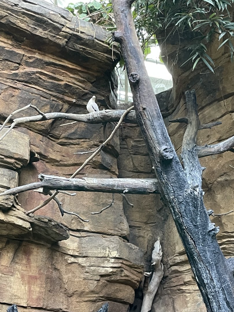 09/13/23 - Pied Imperial Pigeon (Ducula bicolor)