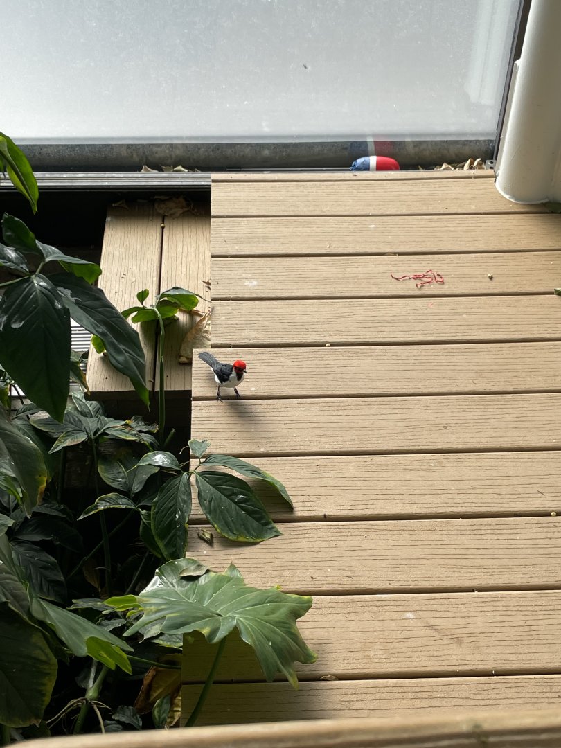 09/13/23 - Red-Capped Cardinal (Paroaria gularis)