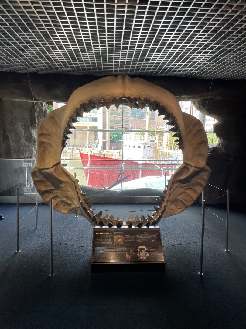 09/13/23 - Replica Otodus megalodon jaws