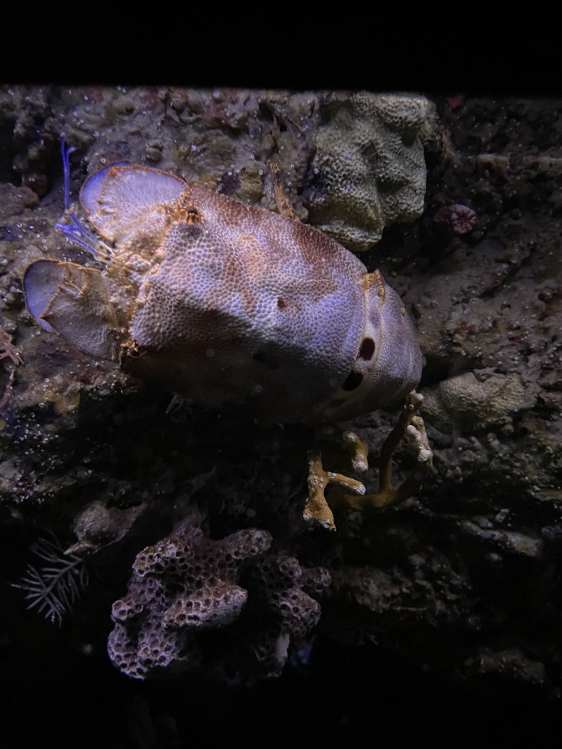 09/13/23 - Ridged Slipper Lobster (Scyllarides nodifer)