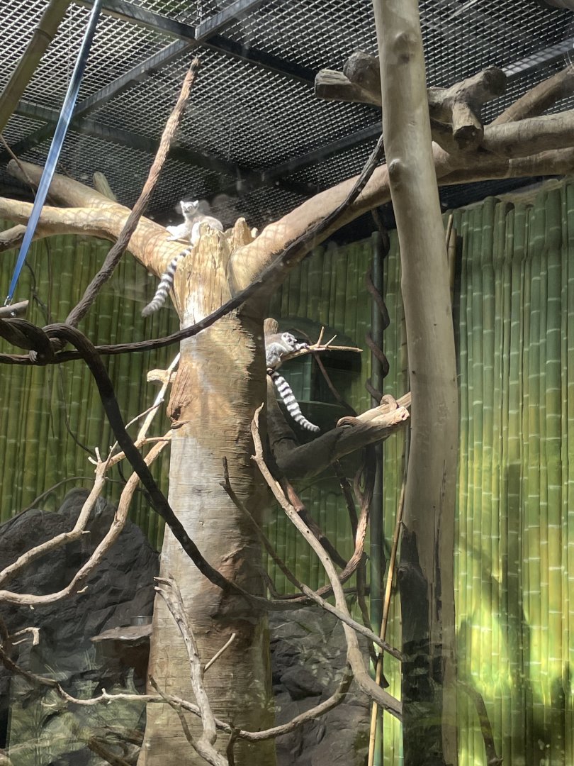 09/13/23 - Ring-Tailed Lemur (Lemur catta)