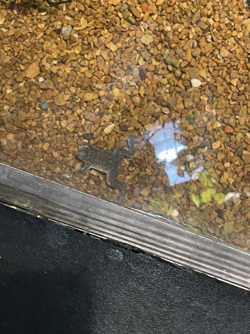 09/13/23 - Sabana Surinam Toad (Pipa parva)