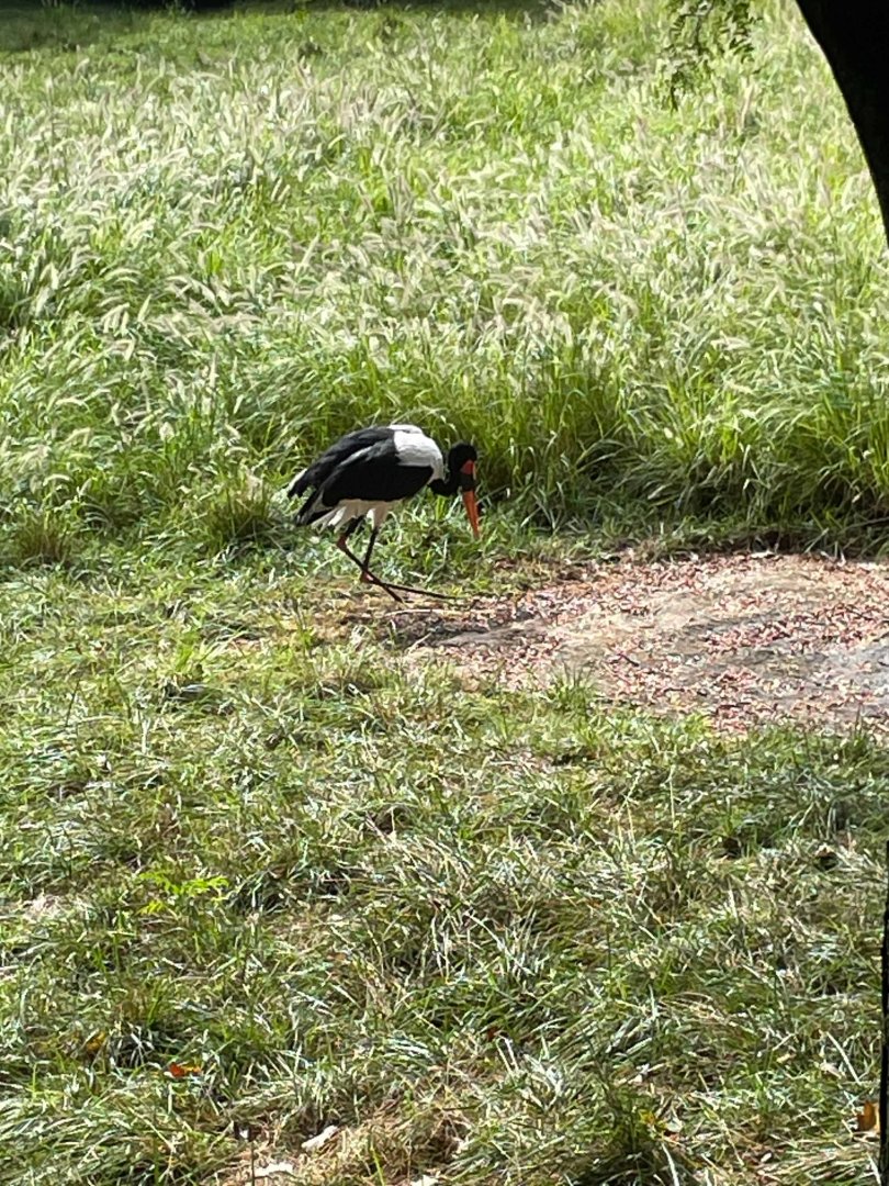 09/13/23 - Saddle-Billed Stork (Ephippiorhynchus senegalensis)