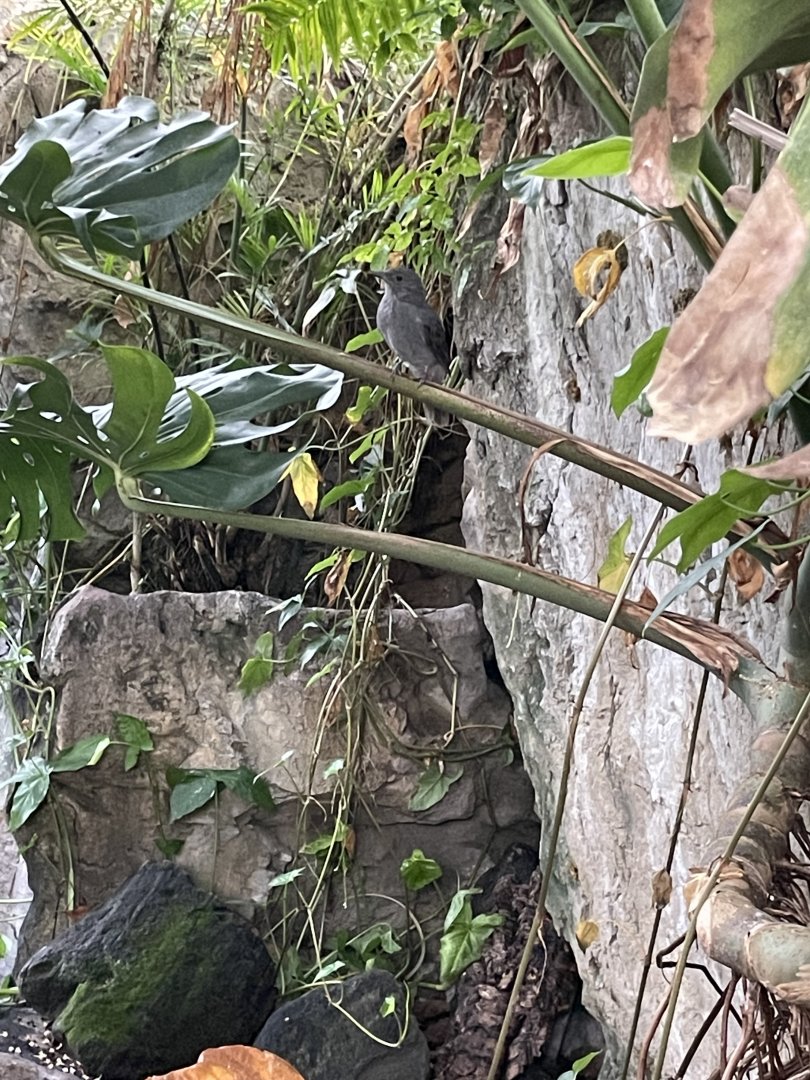 09/13/23 - Screaming Piha (Lipaugus vociferans)