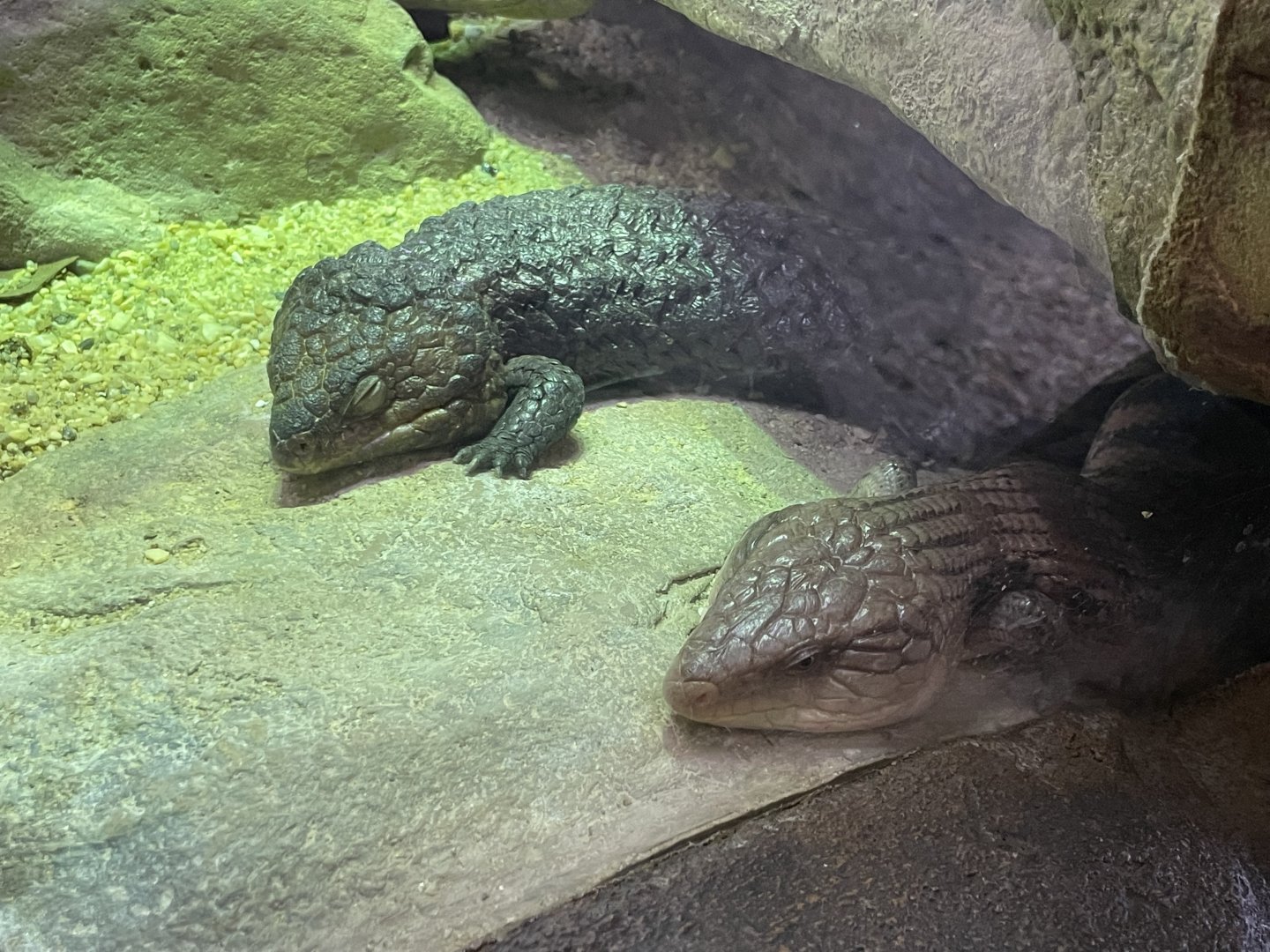 09/13/23 - Shingleback (Tiliqua rugosa) and Common Blue-Tongued Skinks (Tiliqua scincoides)