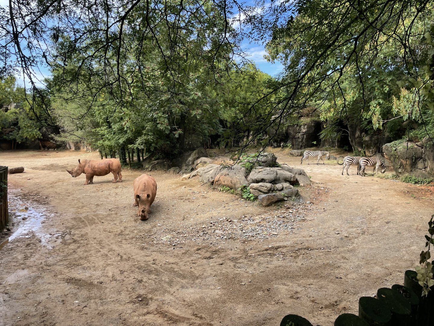 09/13/23 - Southern White Rhinoceros (Ceratotherium simum simum) and Plains Zebra (Equus quagga)