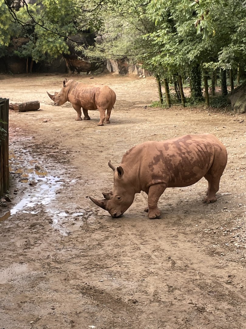09/13/23 - Southern White Rhinoceros (Ceratotherium simum simum)