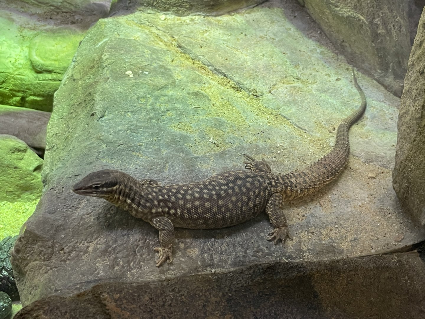 09/13/23 - Spiny-Tailed Monitor (Varanus acanthurus)