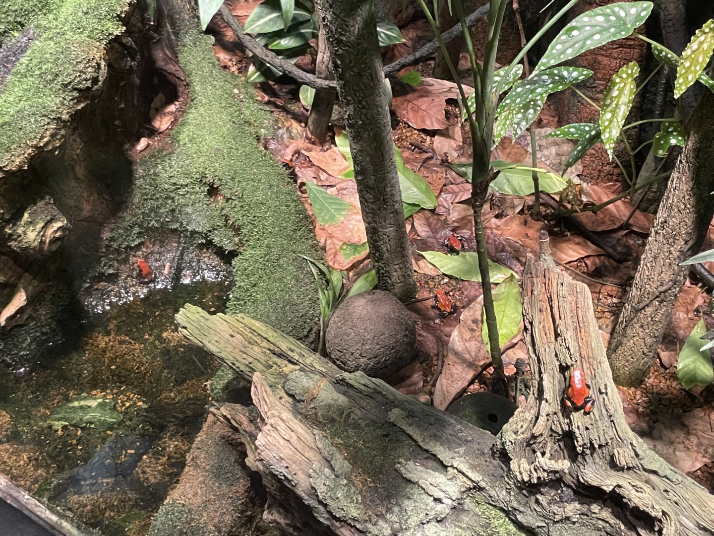 09/13/23 - Splashback Poison Dart Frog (Adelphobates galactonotus)