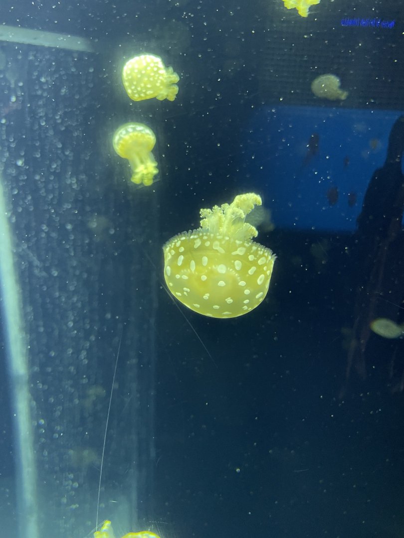 09/13/23 - Spotted Lagoon Jellyfish (Mastigias papua)
