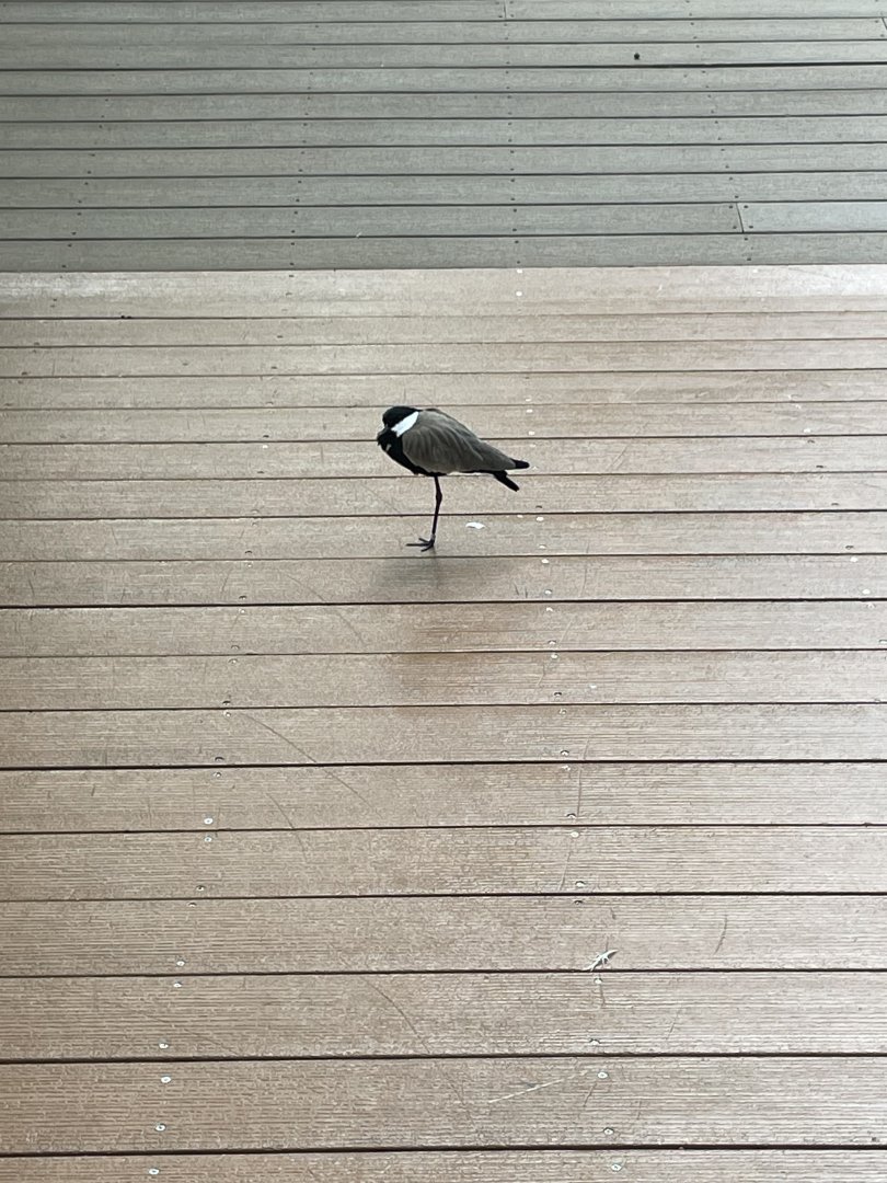 09/13/23 - Spur-Winged Lapwing (Vanellus spinosus)