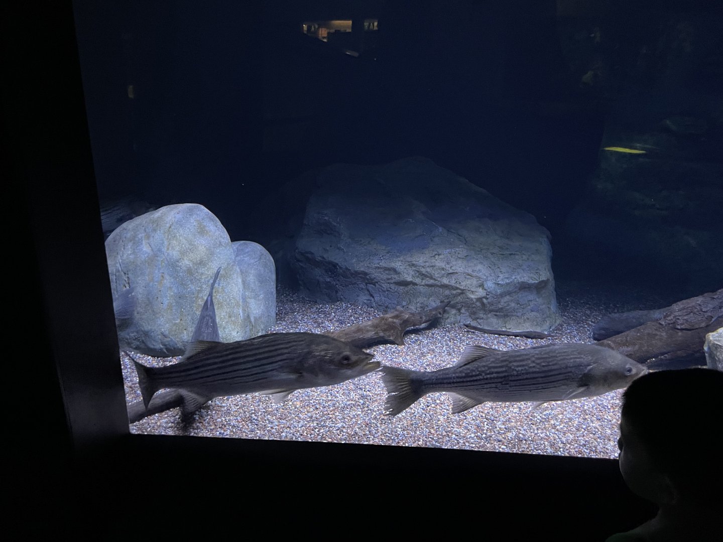 09/13/23 - Striped Bass (Morone saxatilis)