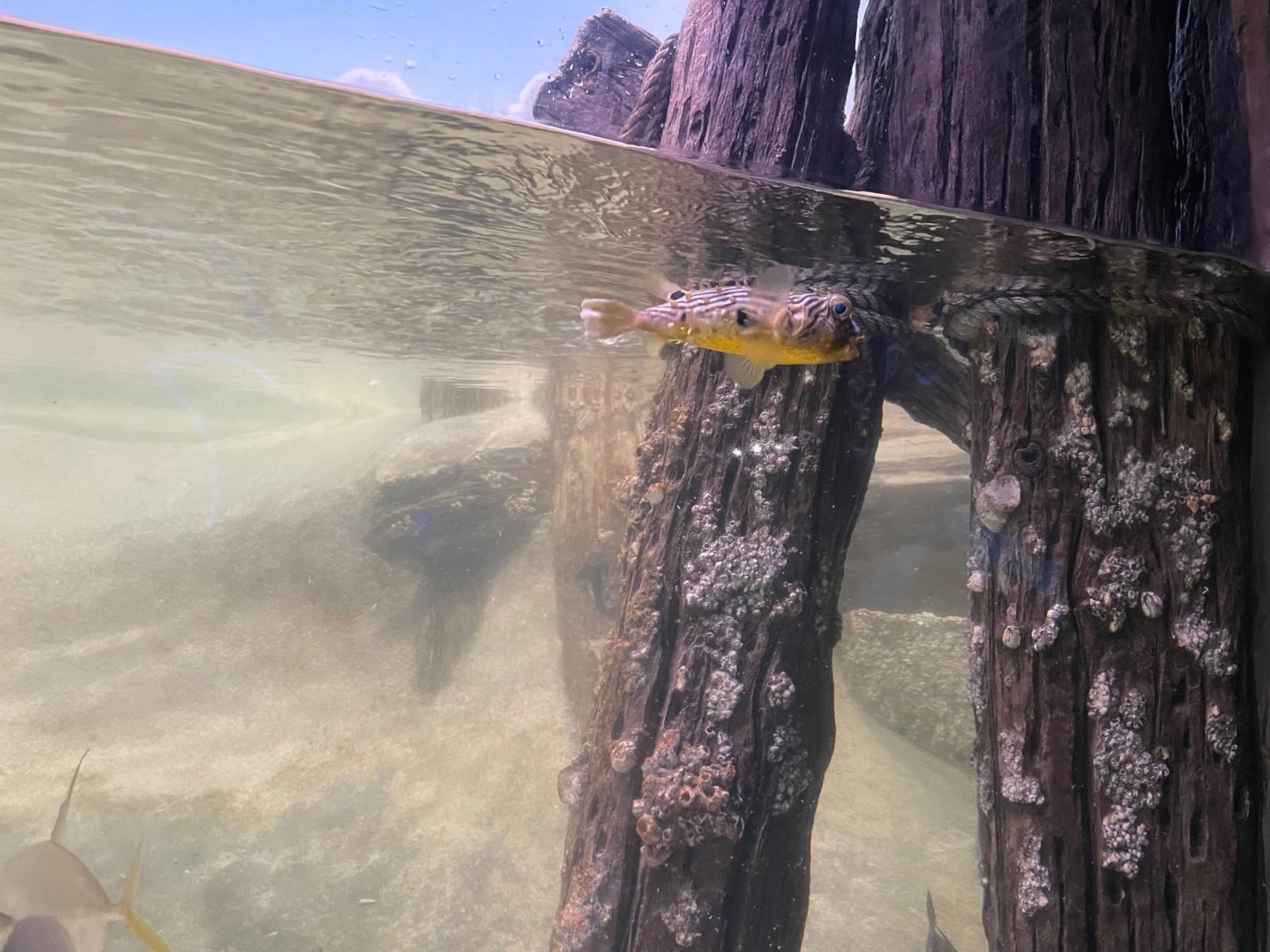 09/13/23 - Striped Burrfish (Chilomycterus schoepfi)