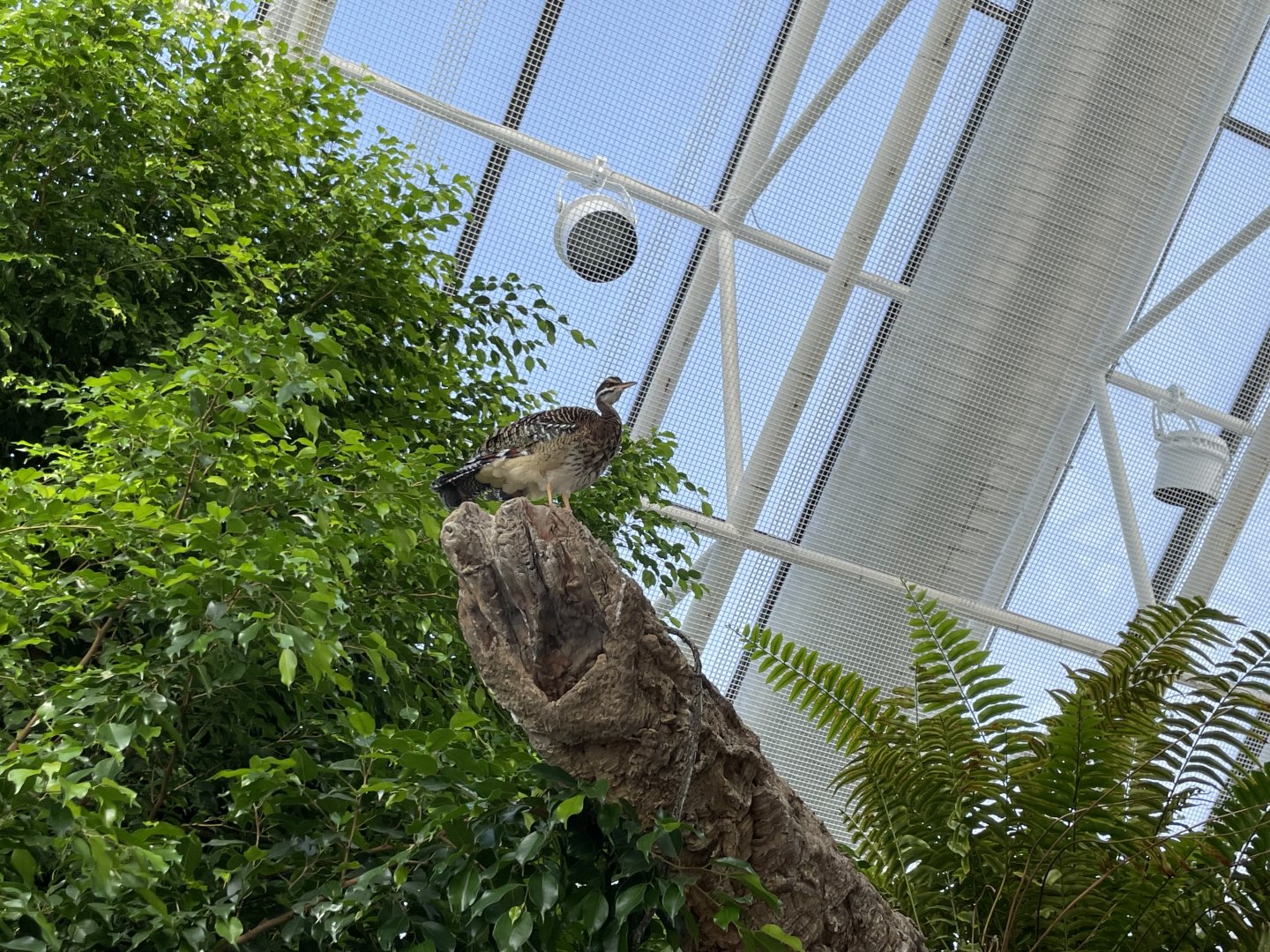 09/13/23 - Sunbittern (Eurypyga helias)