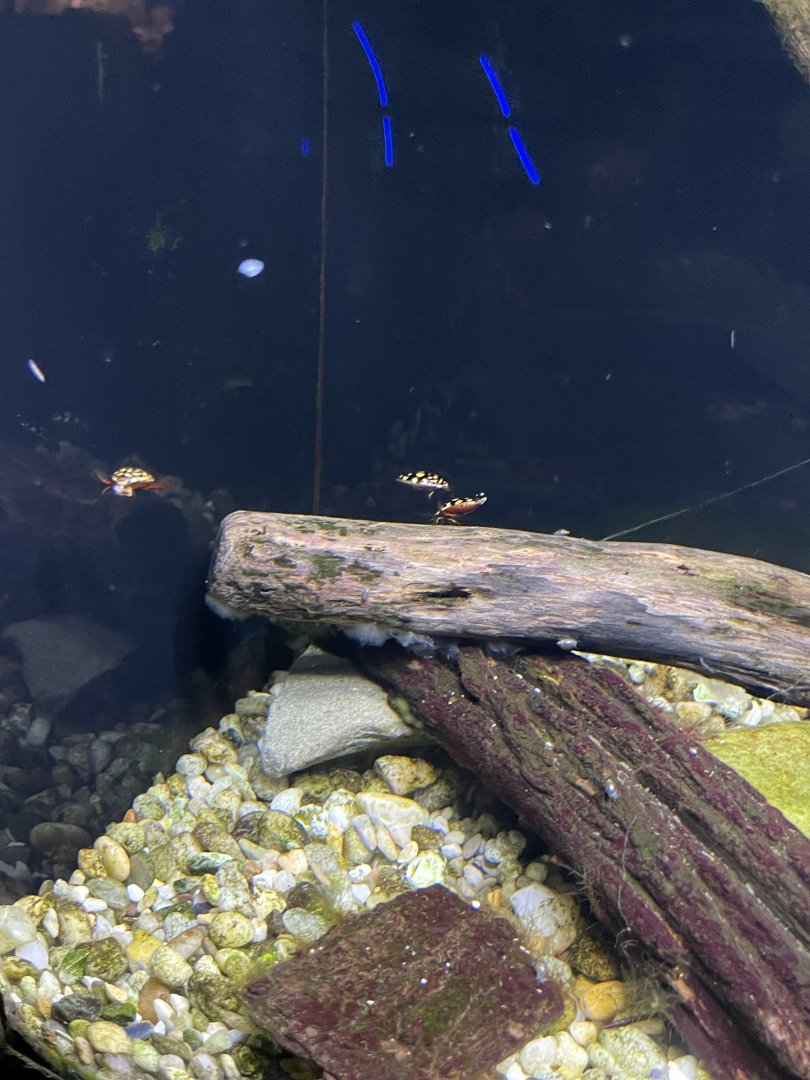 09/13/23 - Sunburst Diving Beetles (Thermonectus marmoratus)