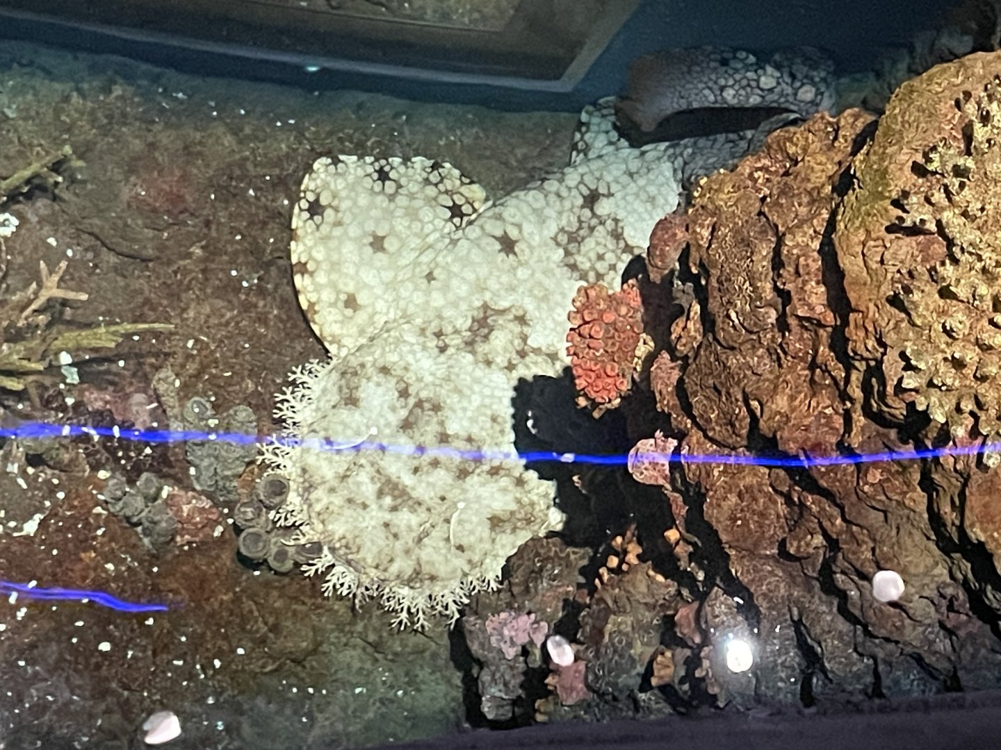 09/13/23 - Tasselled Wobbegong (Eucrossorhinus dasypogon)