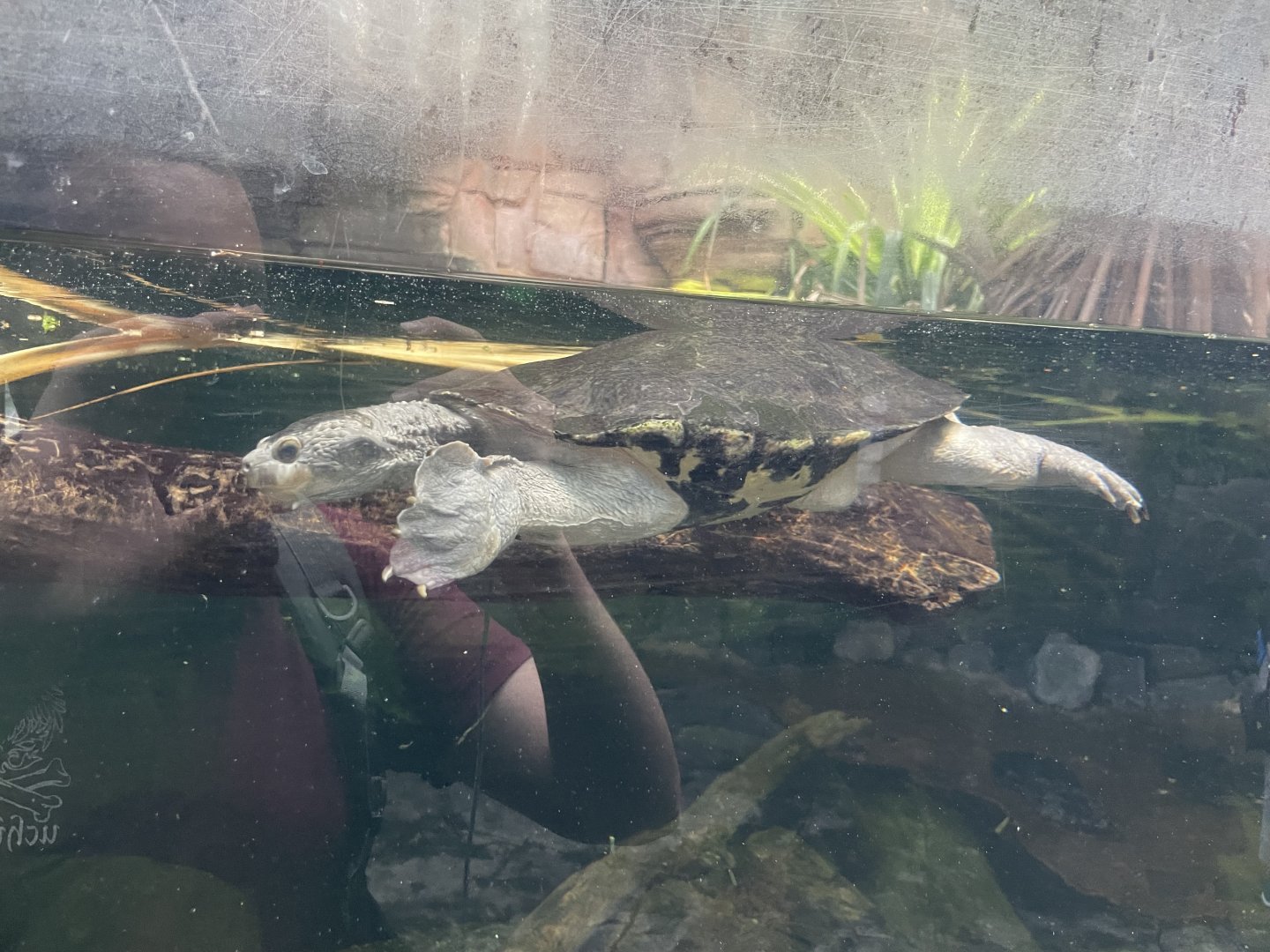 09/13/23 - Turtle #1 (Uncertain of species)