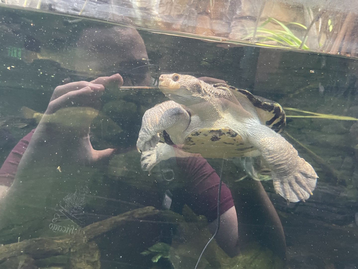 09/13/23 - Turtle #3 (Uncertain of species)