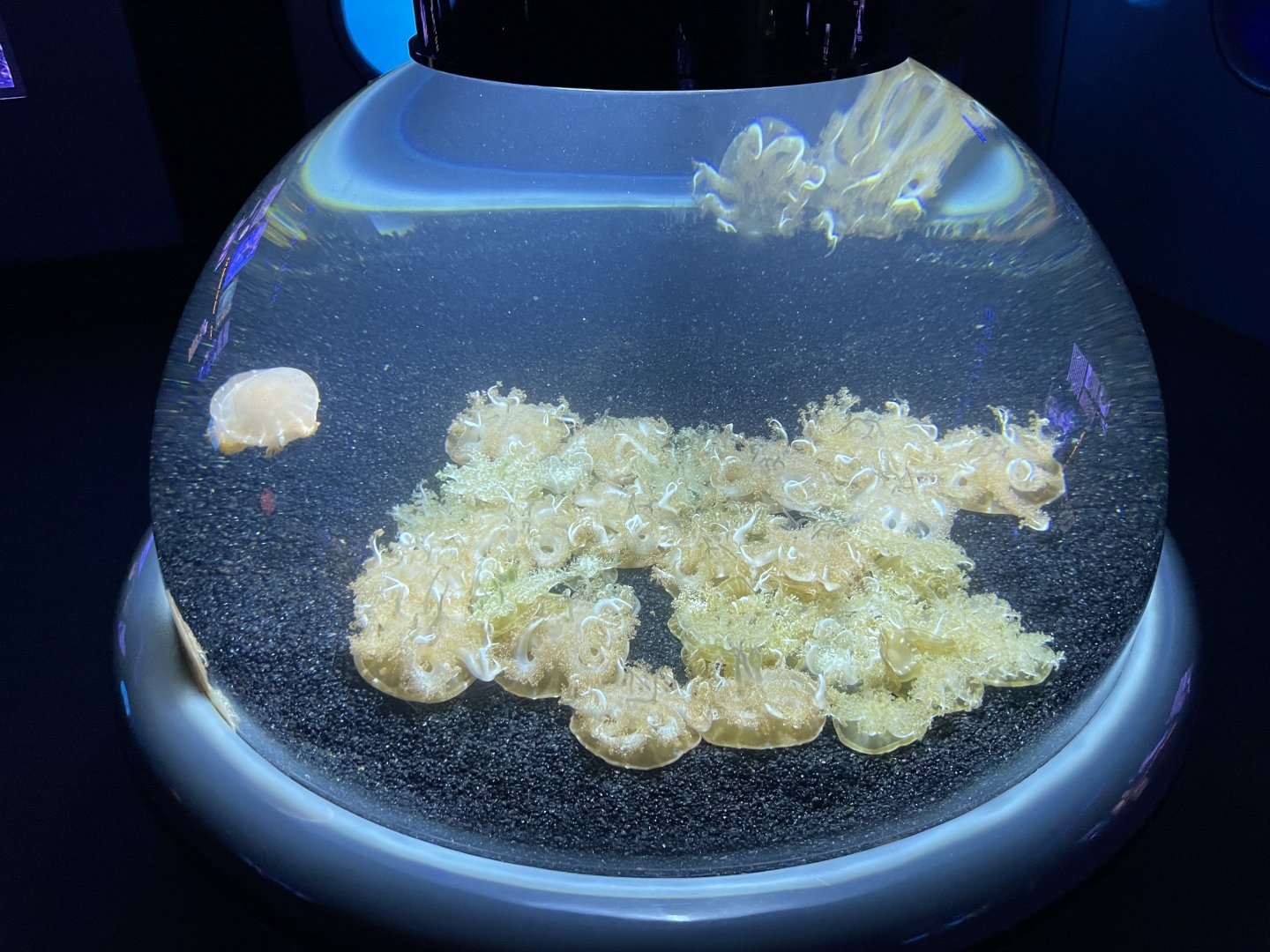 09/13/23 - Upside-Down Jellyfish (Cassiopea xamachana)