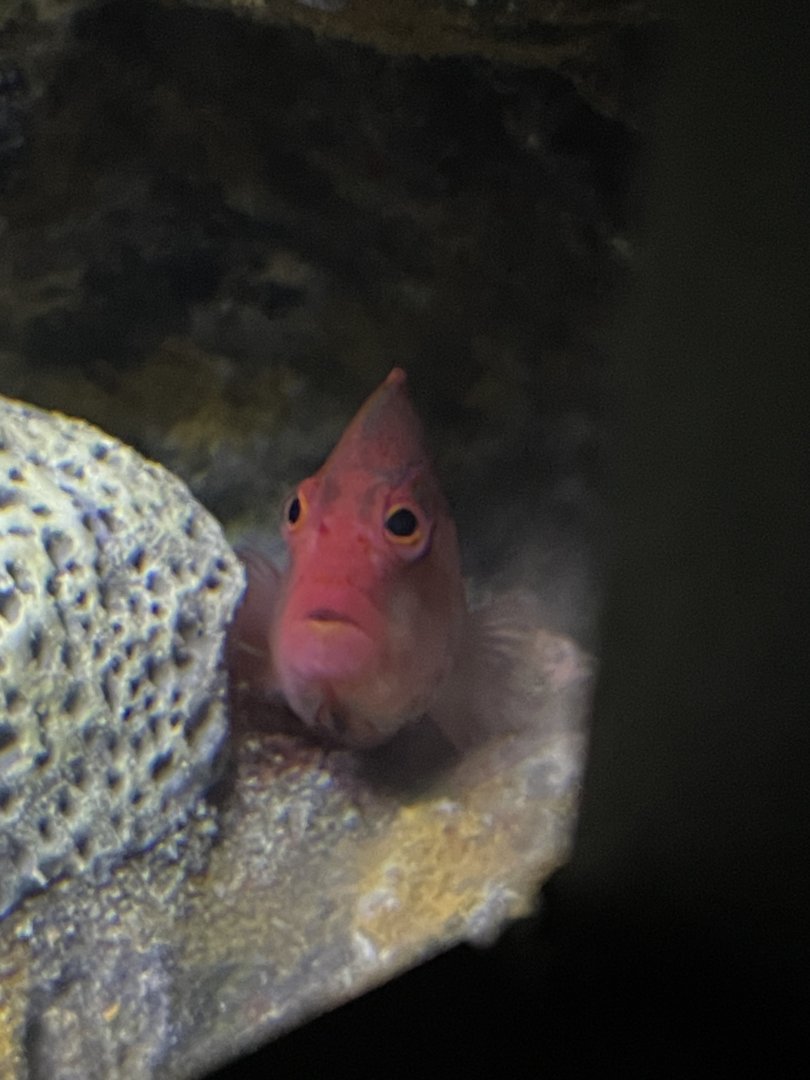 09/13/23 - Whiteline Hawkfish (Paracirrhites arcatus)