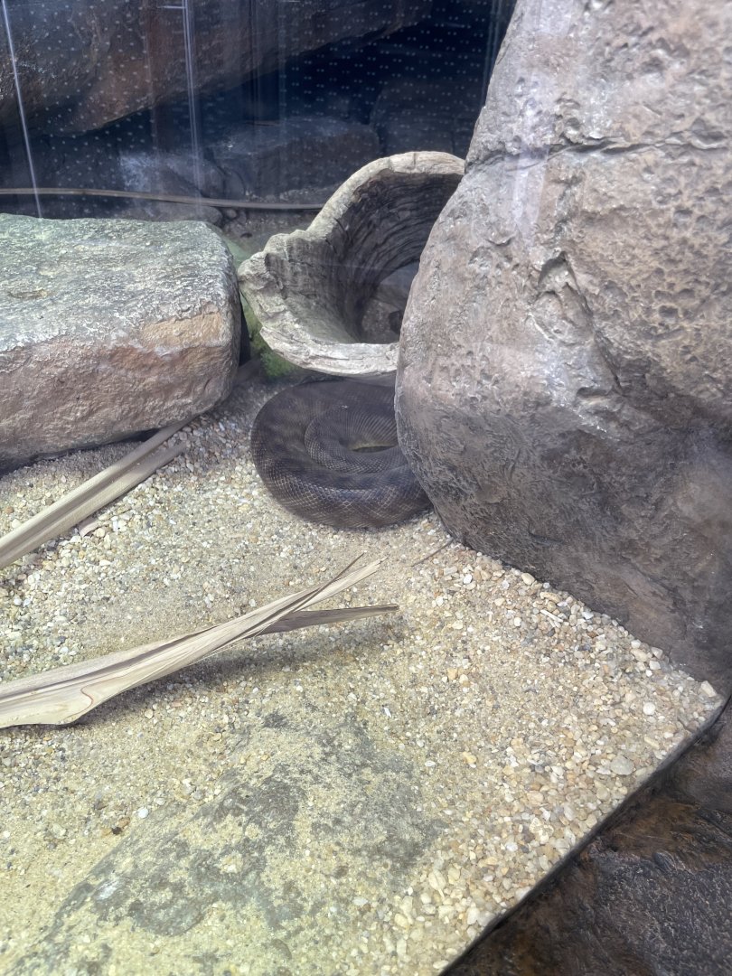 09/13/23 - Woma Python (Aspidites ramsayi)