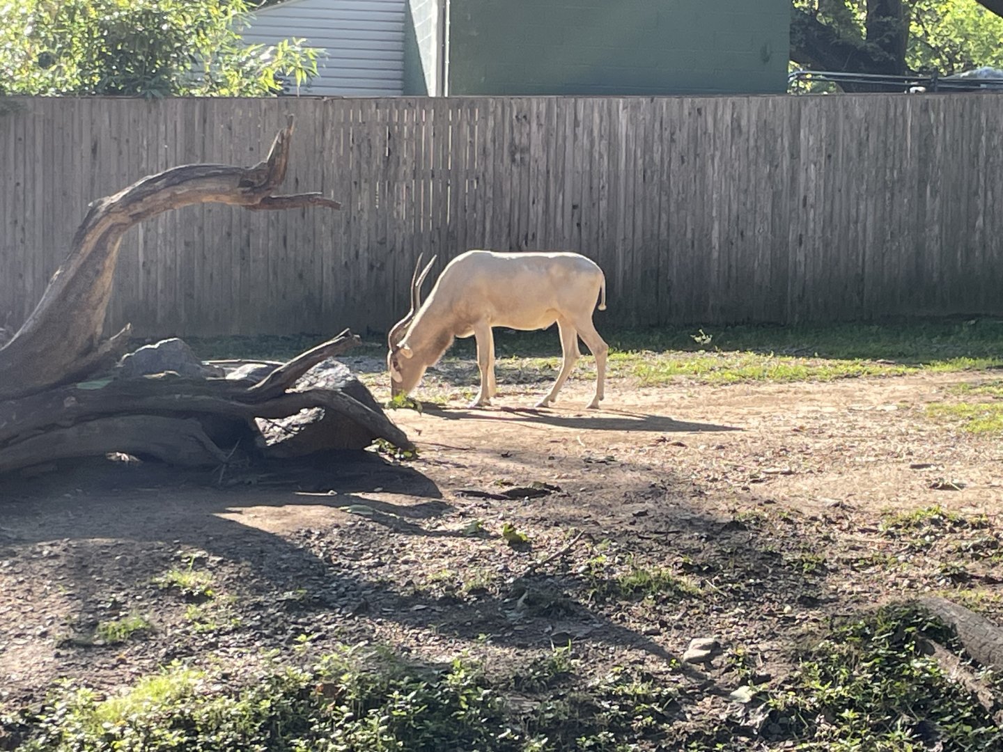 09/14/23 - Addax (Addax nasomaculatus)