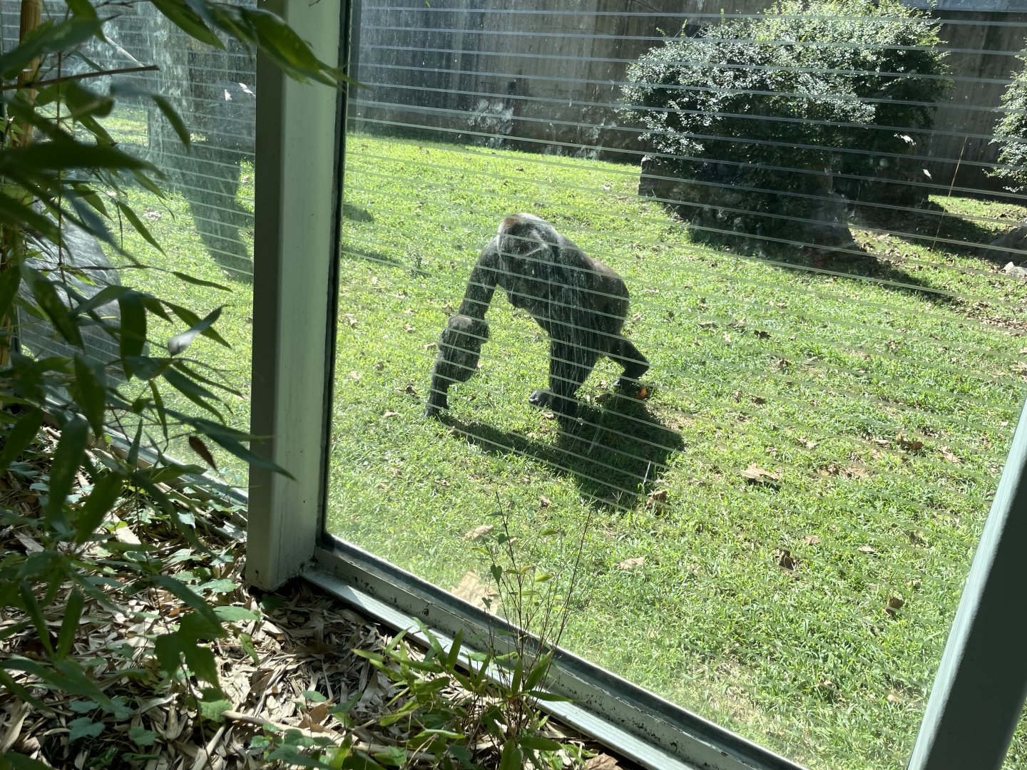09/14/23 - Adult and Baby Western Lowland Gorilla (Gorilla gorilla gorilla)