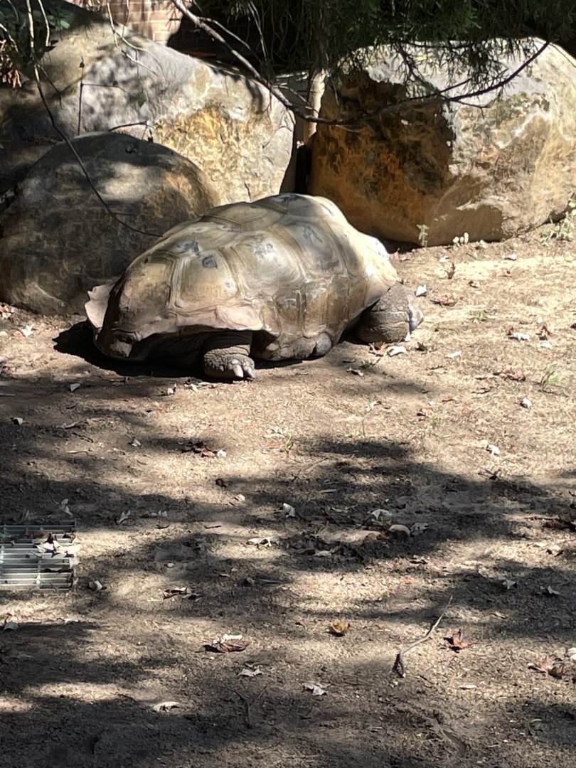 09/14/23 - Aldabra Tortoise (Aldabrachelys gigantea)