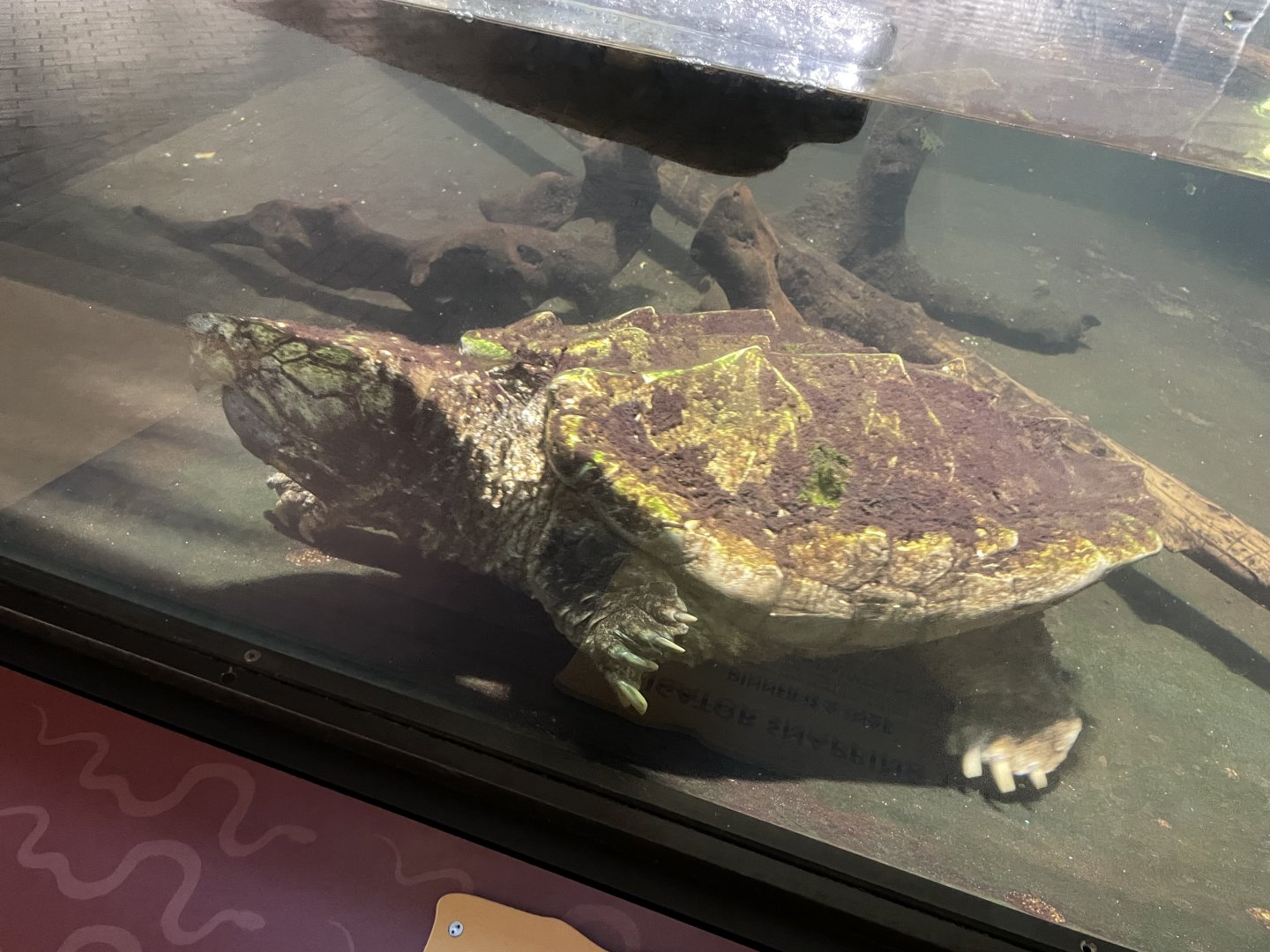 09/14/23 - Alligator Snapping Turtle (Macrochelys temminckii)