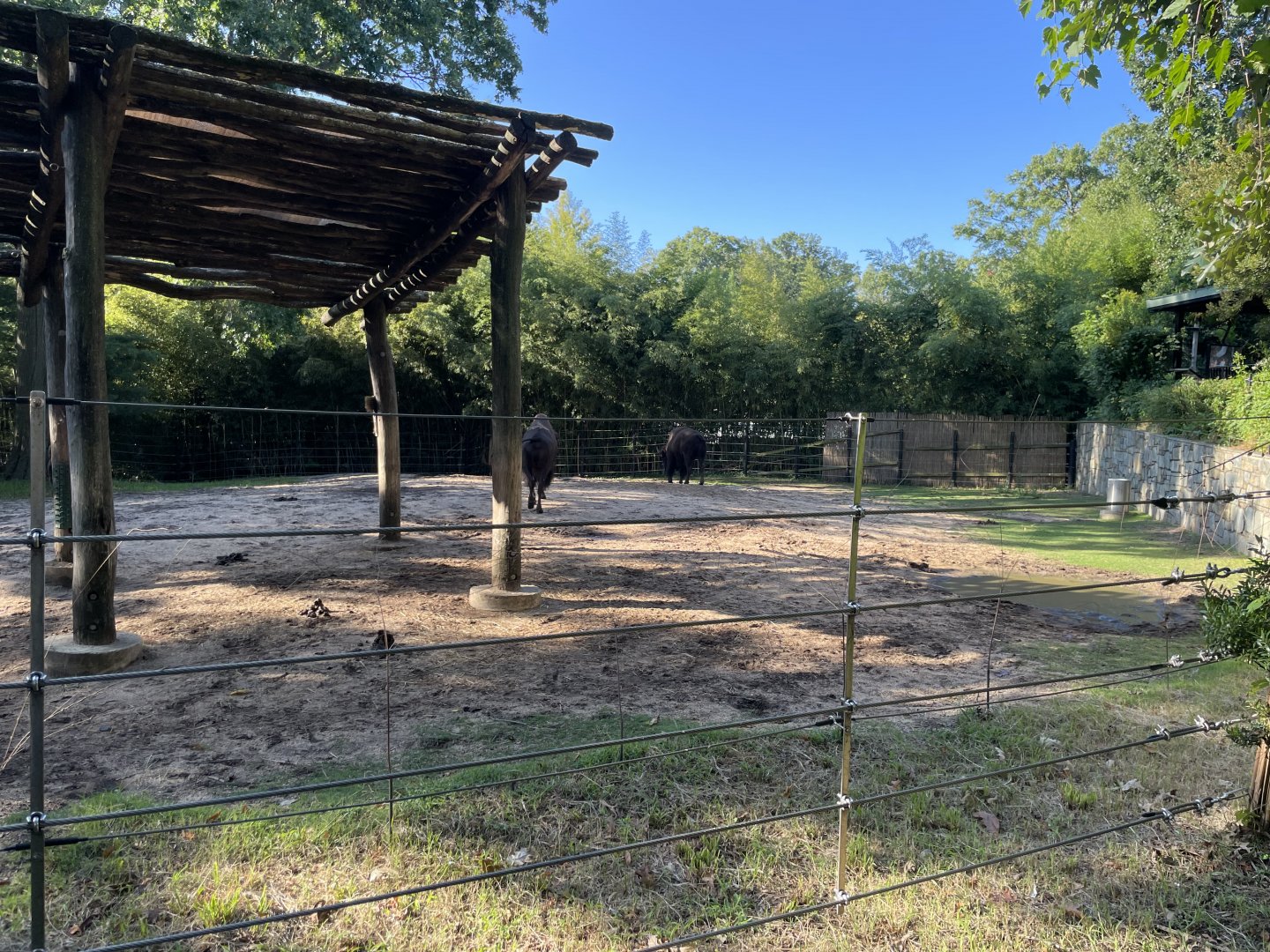 09/14/23 - American Bison (Bison bison)