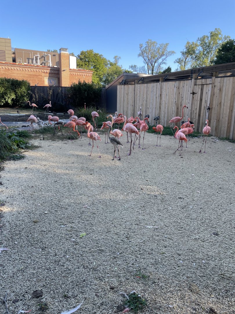 09/14/23 - American Flamingo (Phoenicopterus ruber)