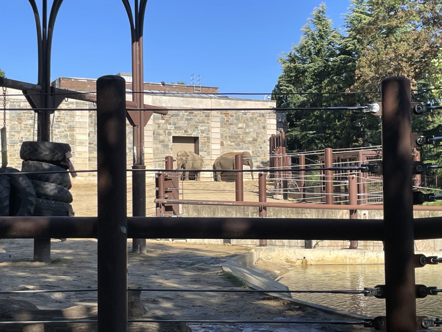 09/14/23 - Asian Elephants (Elephas maximus)