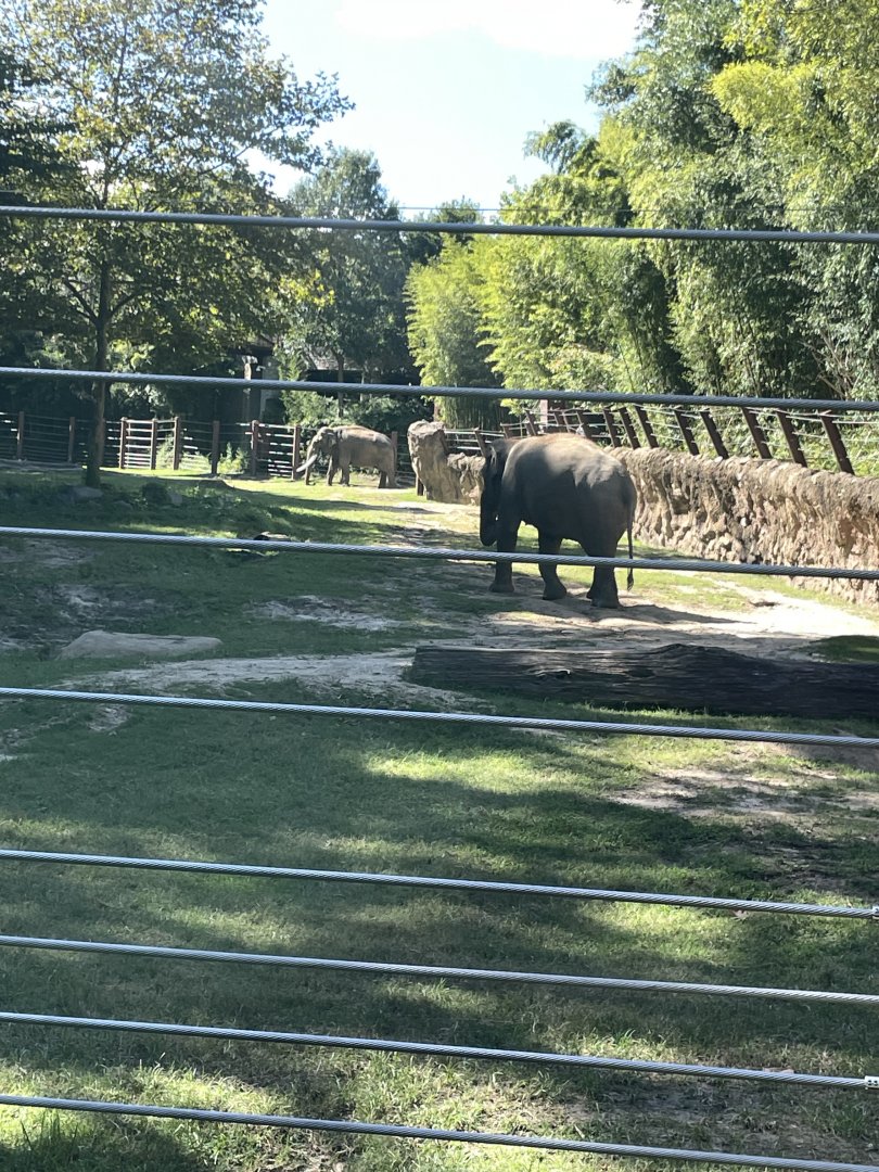 09/14/23 - Asian Elephants (Elephas maximus)
