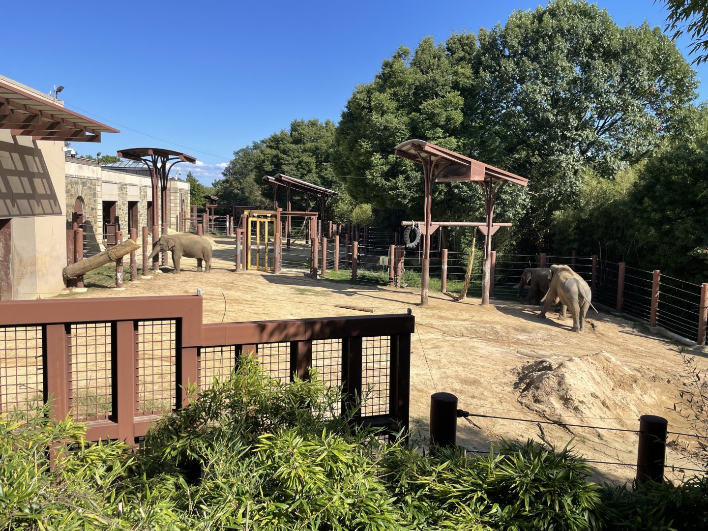 09/14/23 - Asian Elephants (Elephas maximus)