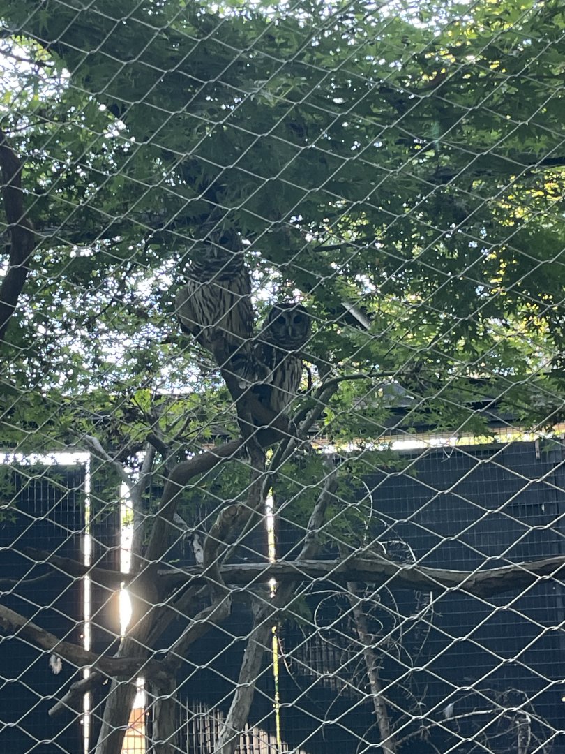 09/14/23 - Barred Owl (Strix varia)