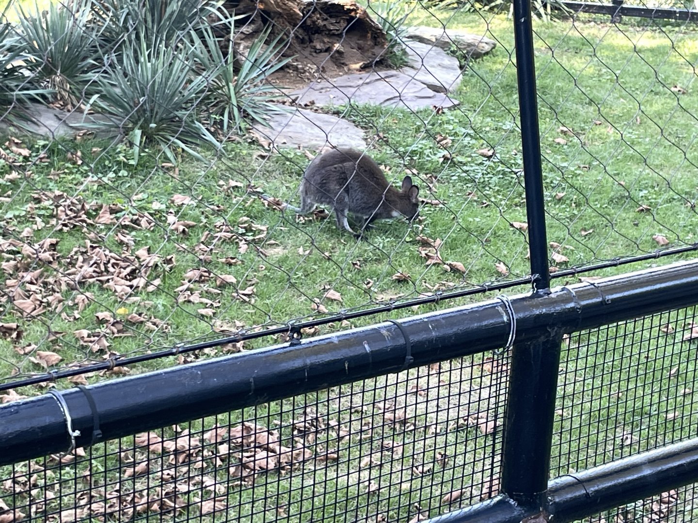 09/14/23 - Bennett's Wallaby (Notamacropus rufogriseus)