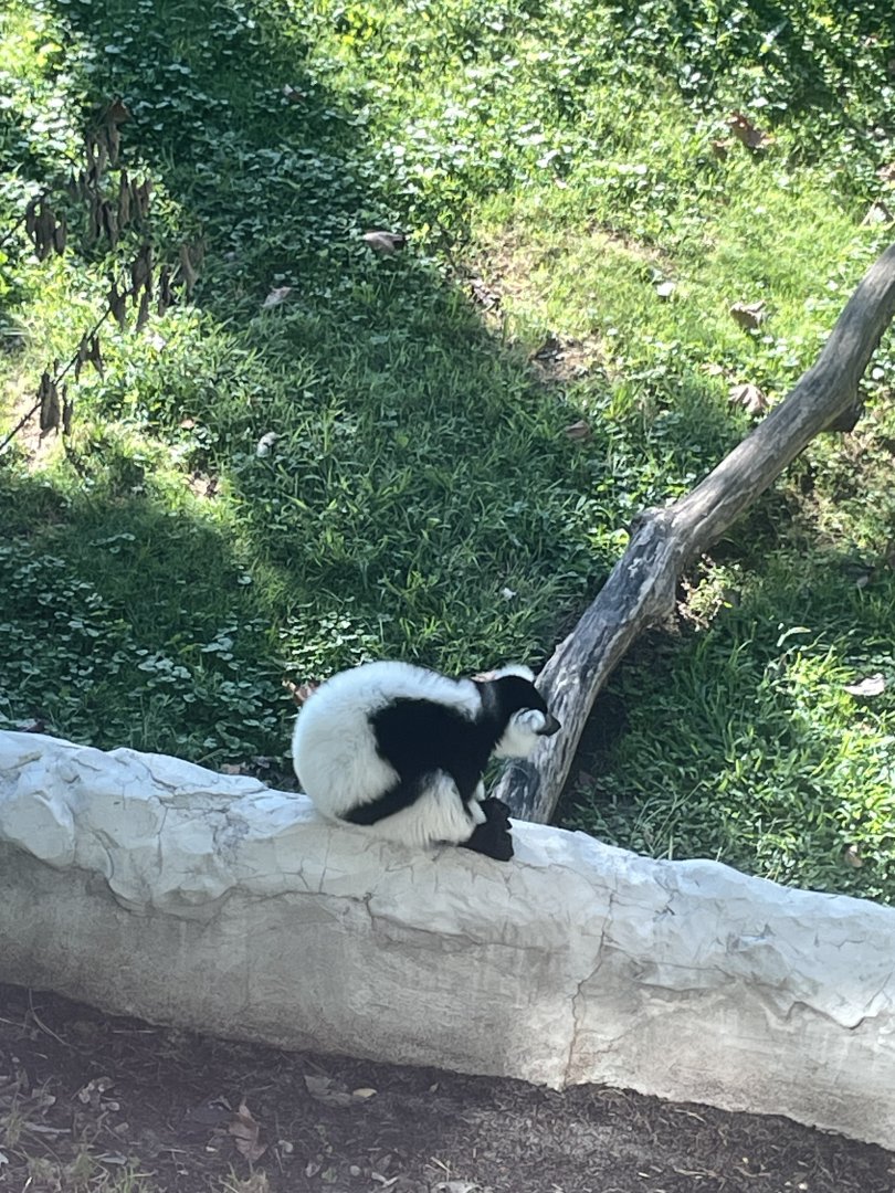 09/14/23 - Black-and-White Ruffed Lemur (Varecia variegata)