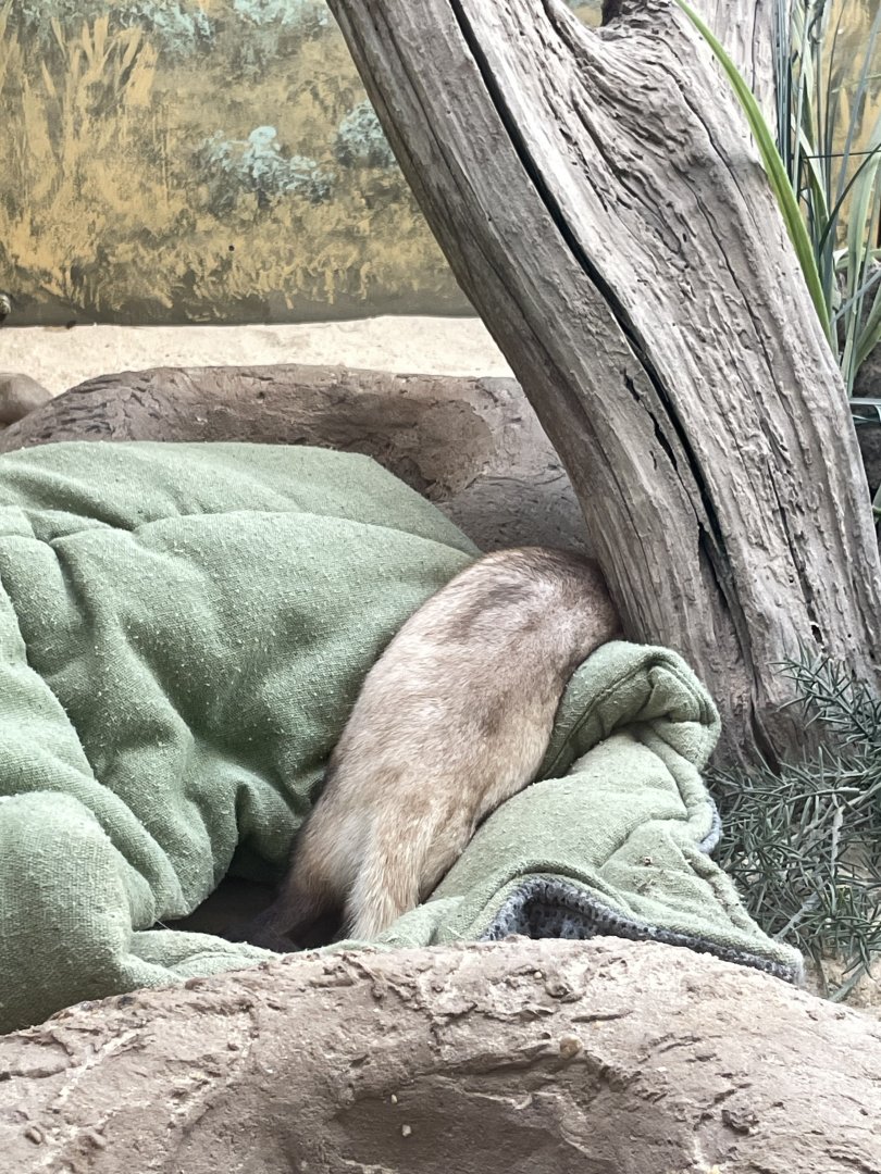 09/14/23 - Black-Footed Ferret (Mustela nigripes)