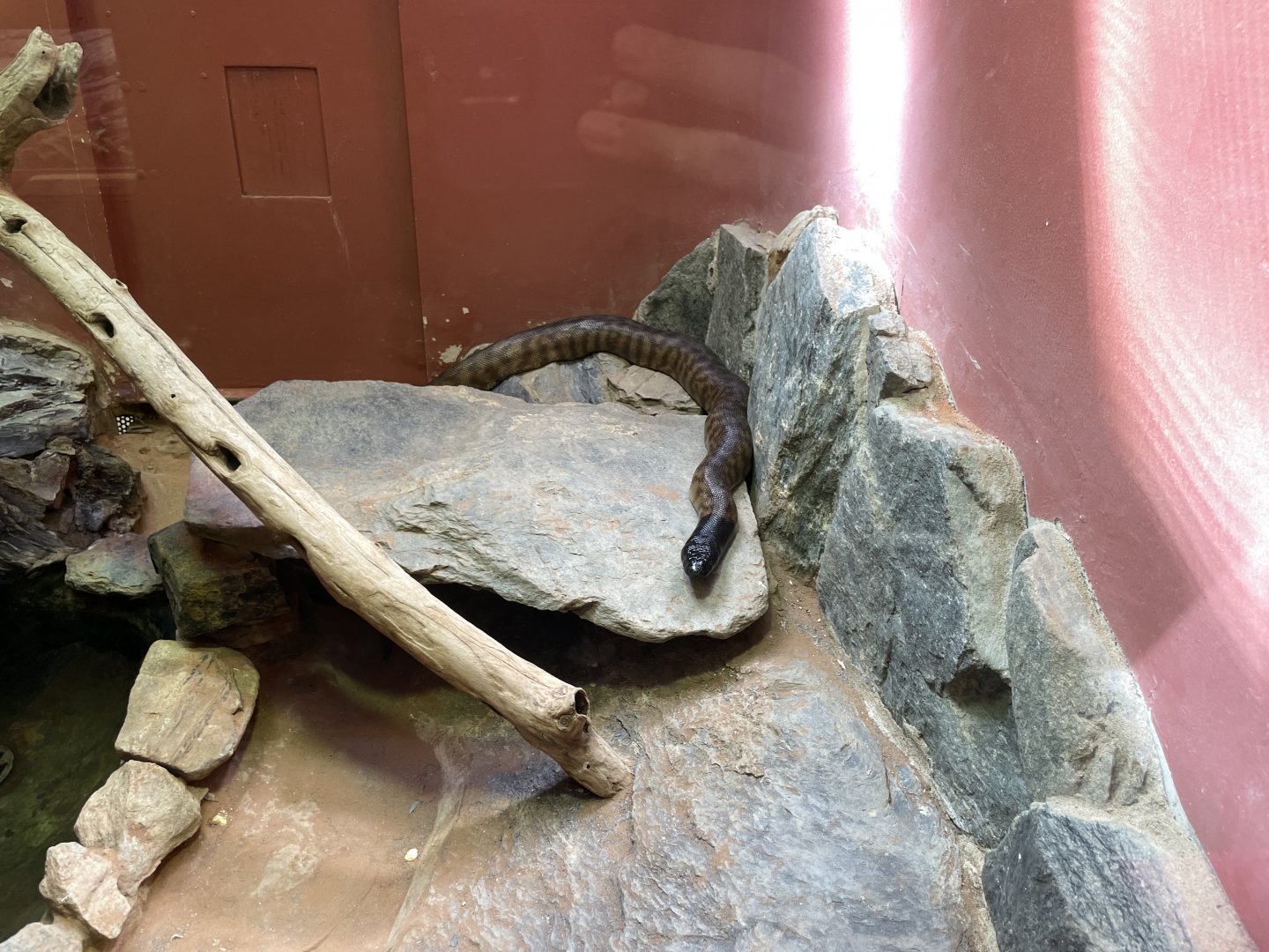 09/14/23 - Black-Headed Python (Aspidites melanocephalus)