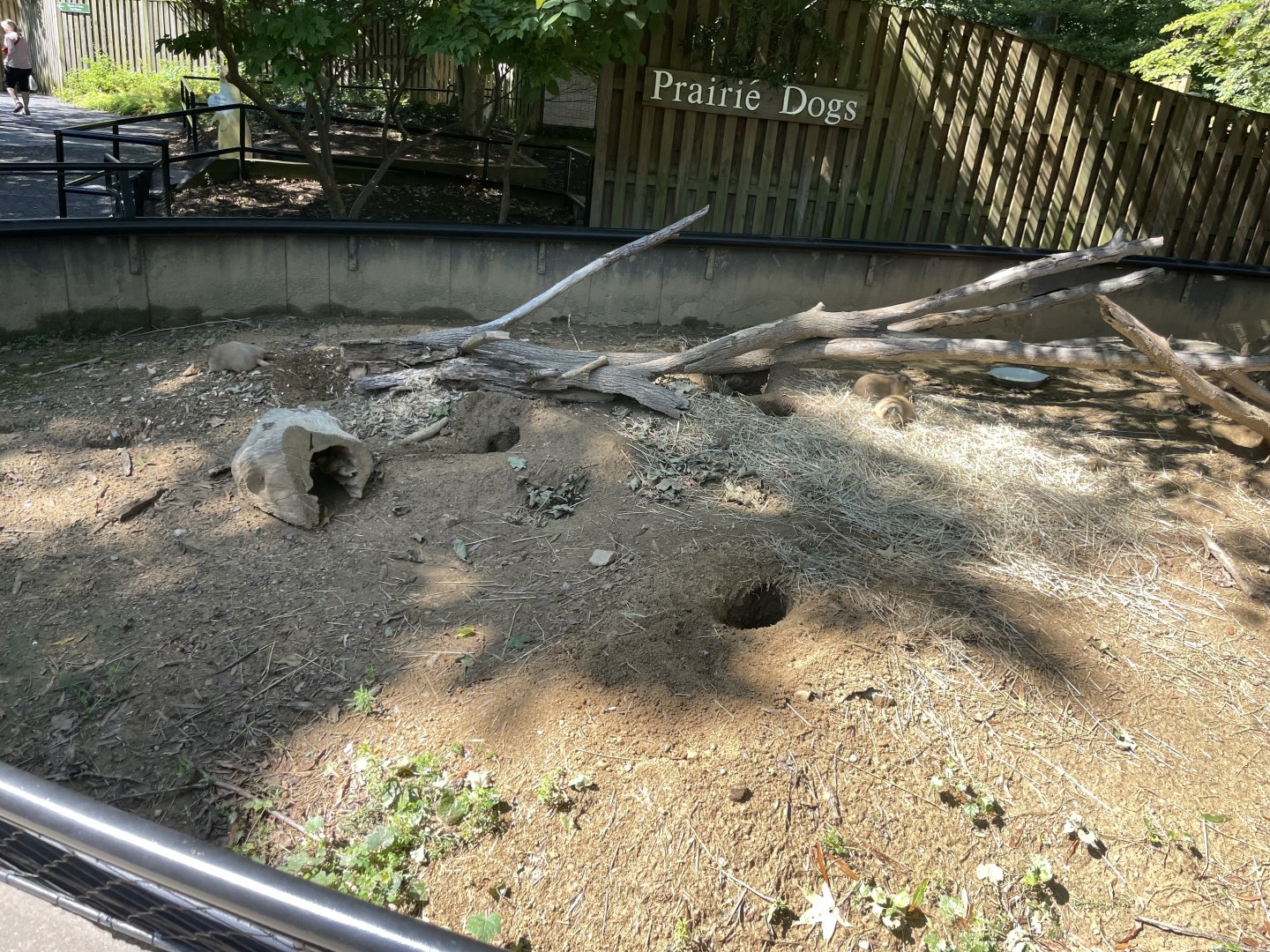 09/14/23 - Black-Tailed Prairie Dogs (Cynomys ludovicianus)